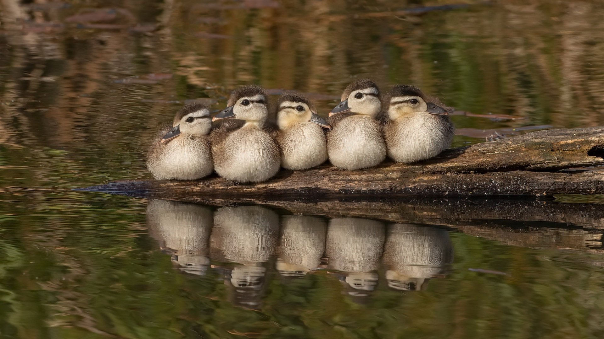 卡塞米罗关键进球定乾坤，南非硬仗取胜瑞士
